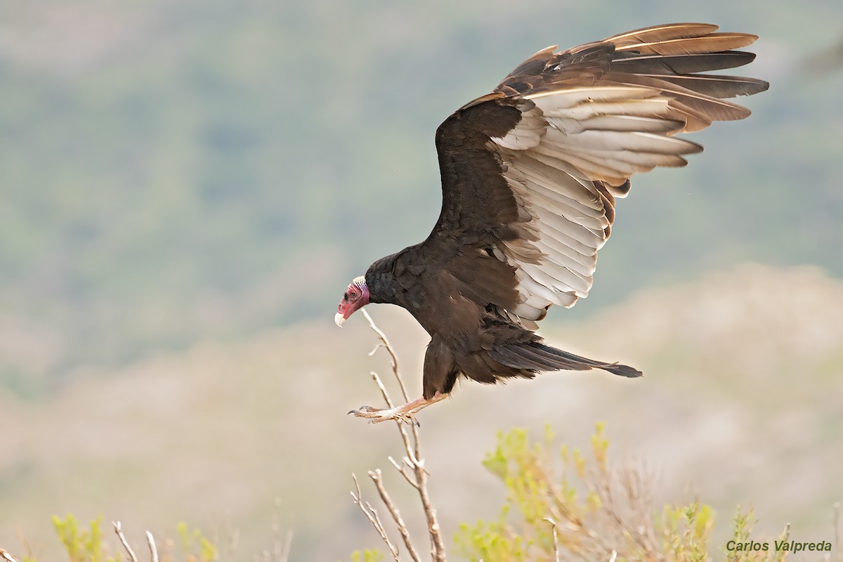Turkey Vulture - ML620104677