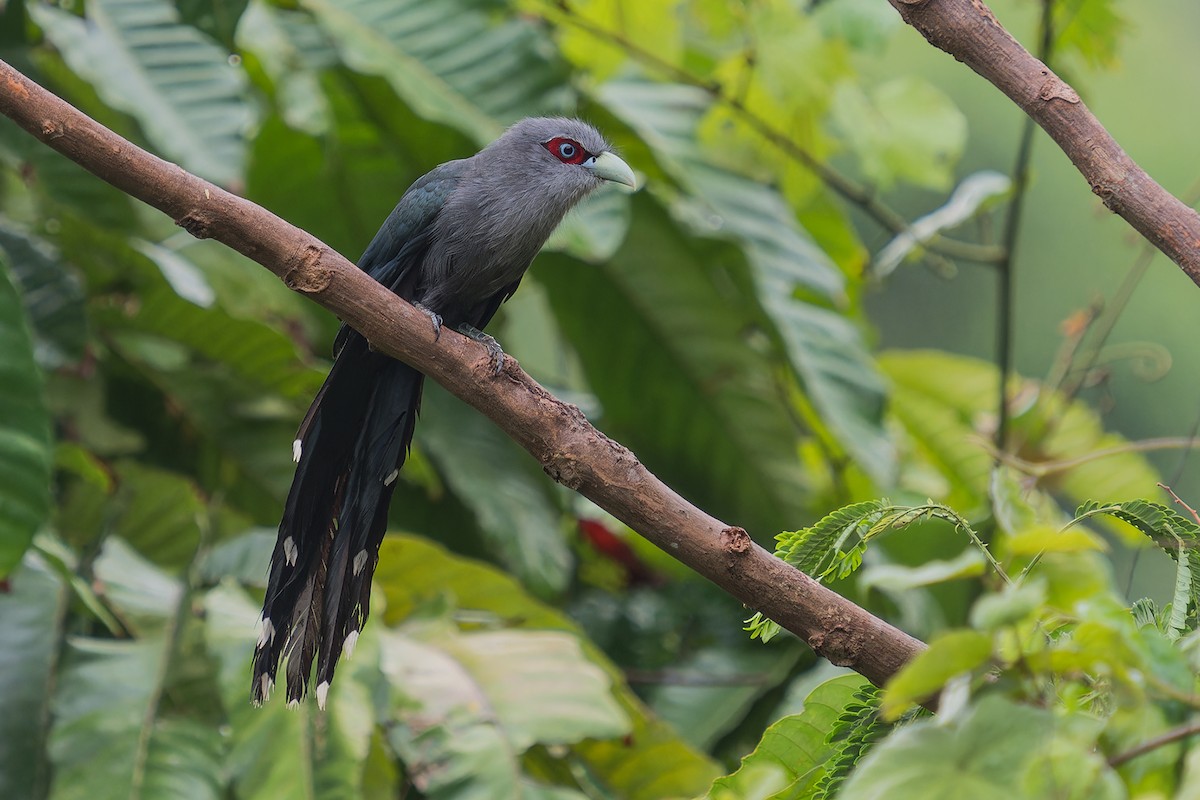 Black-bellied Malkoha - ML620104693