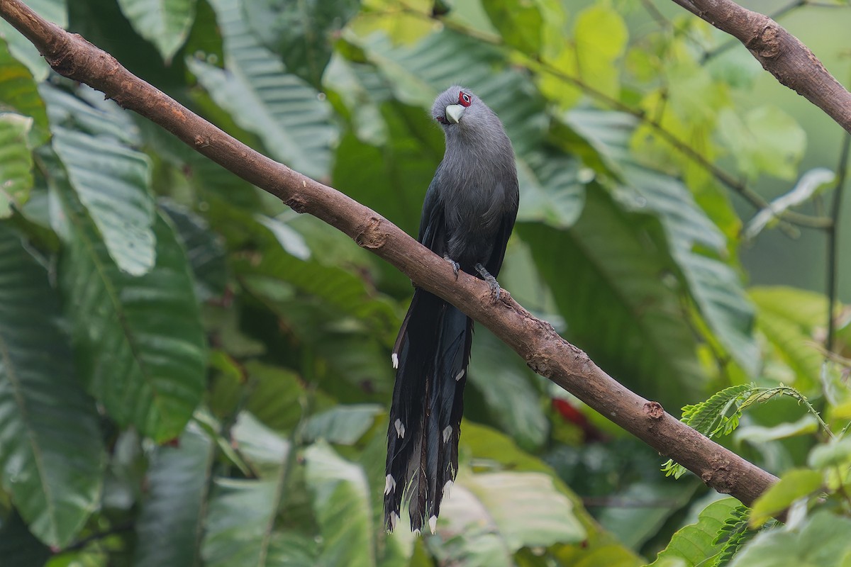 Black-bellied Malkoha - ML620104695