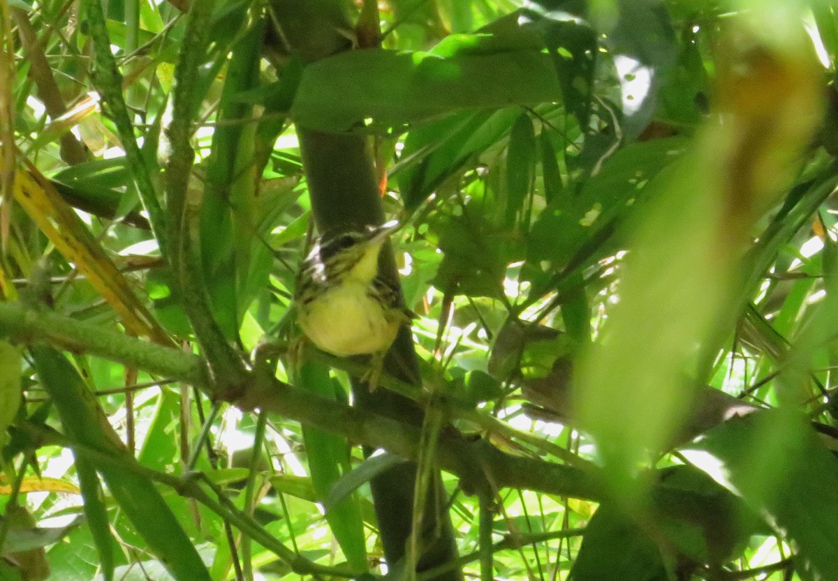 Yellow-breasted Warbling-Antbird - ML620104704