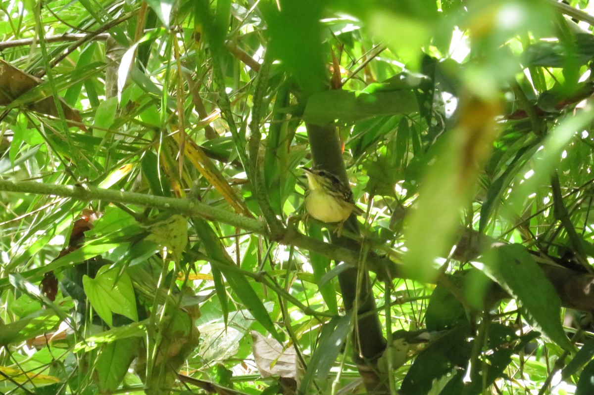 Yellow-breasted Warbling-Antbird - ML620104708