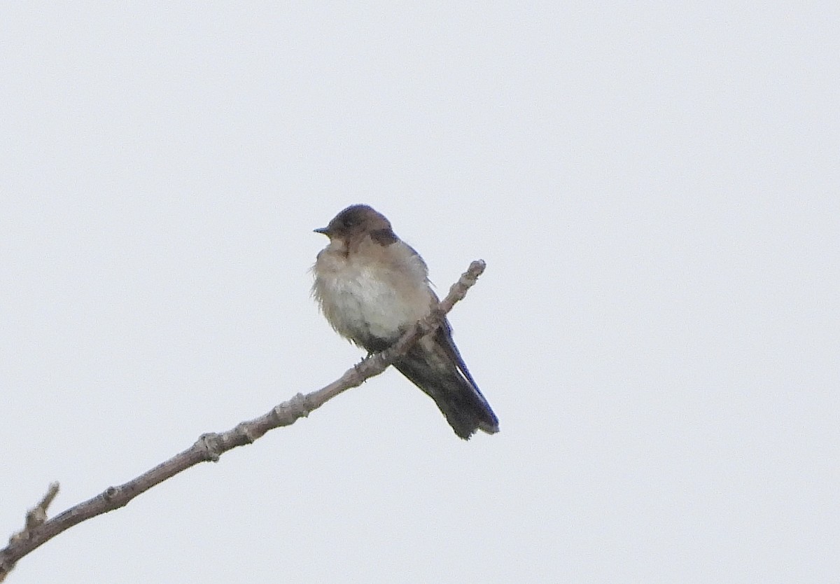 Northern Rough-winged Swallow - ML620104709