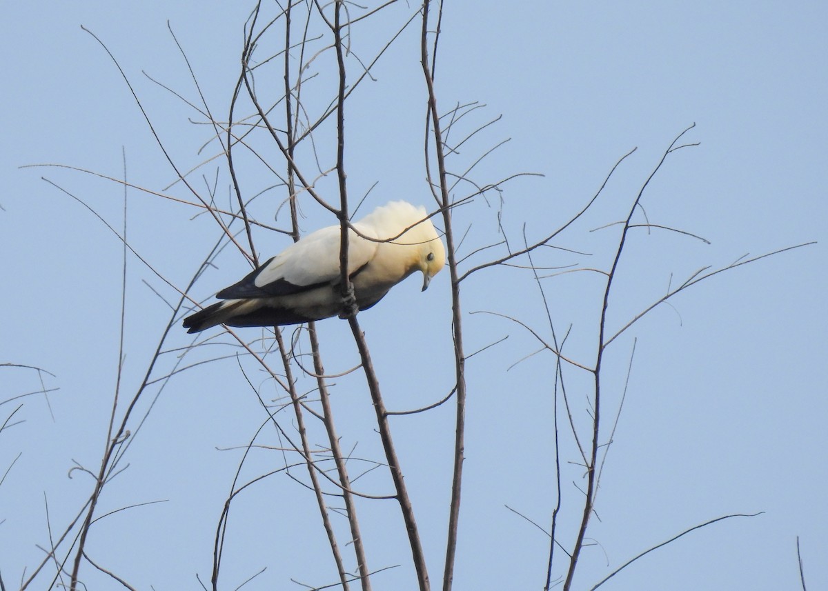 Pied Imperial-Pigeon - ML620104712