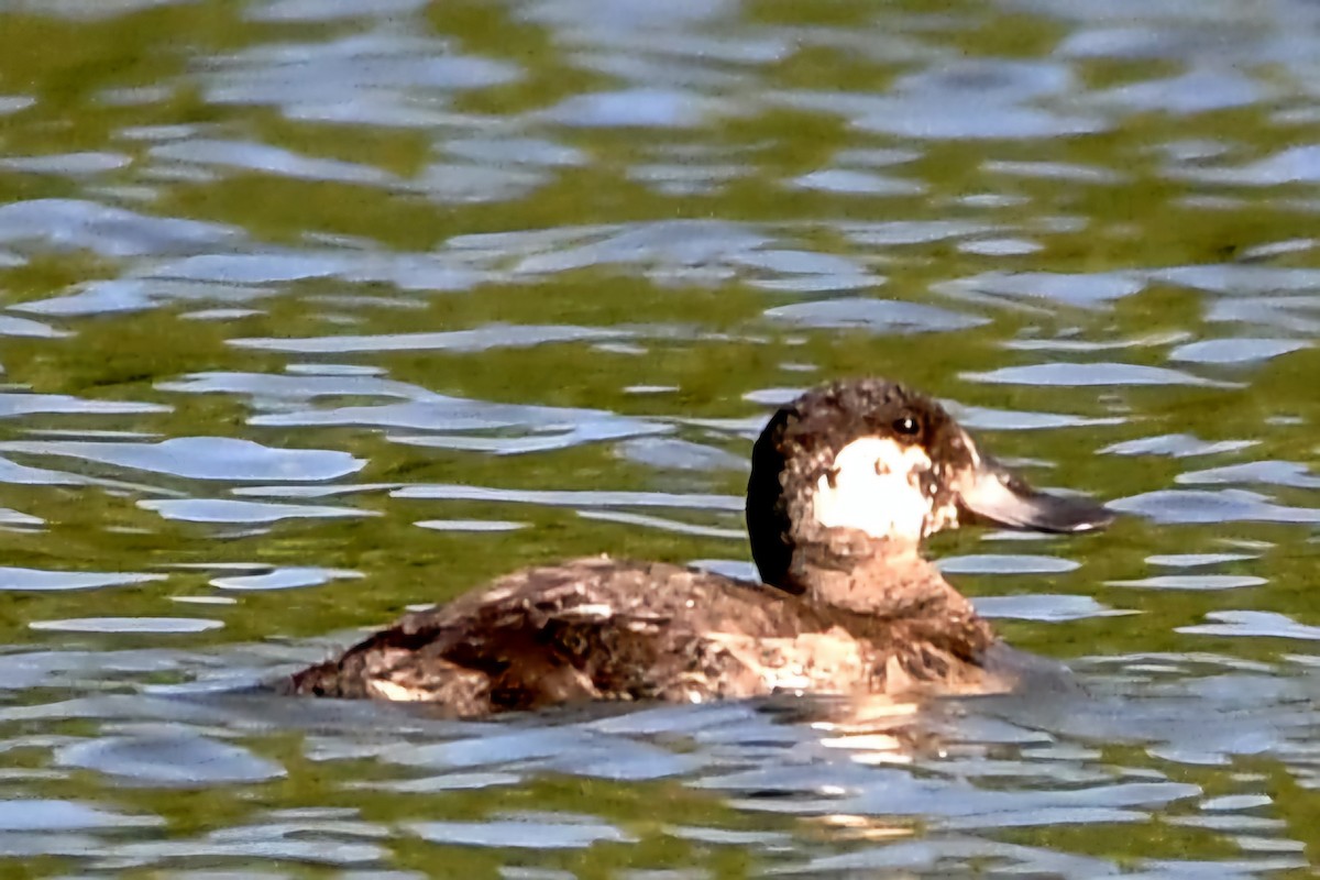 Ruddy Duck - ML620104726