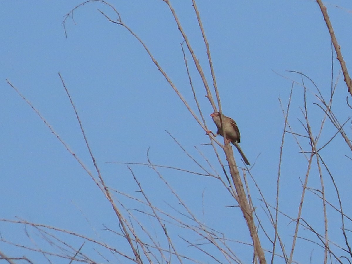 Field Sparrow - ML620104730
