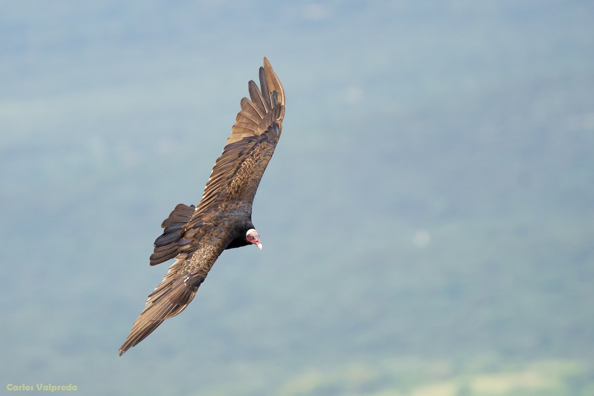 Turkey Vulture - ML620104740