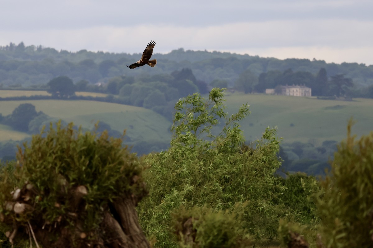 Western Marsh Harrier - ML620104742