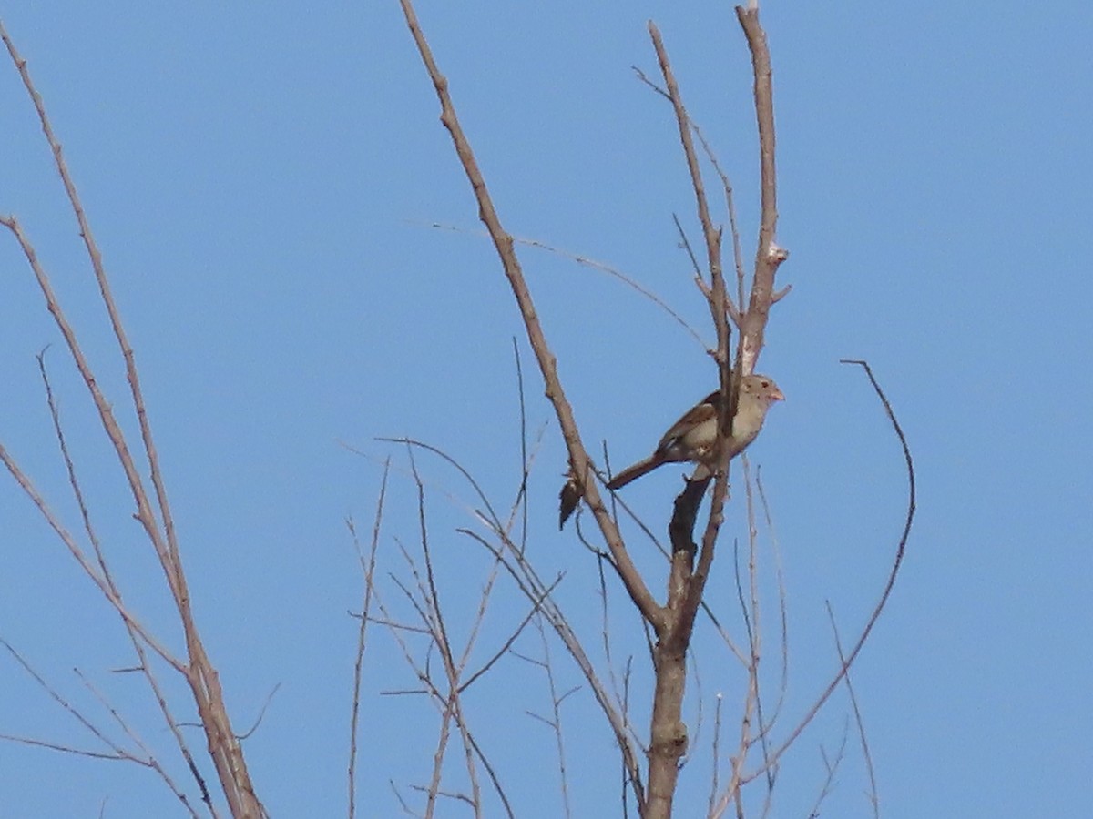 Field Sparrow - ML620104743