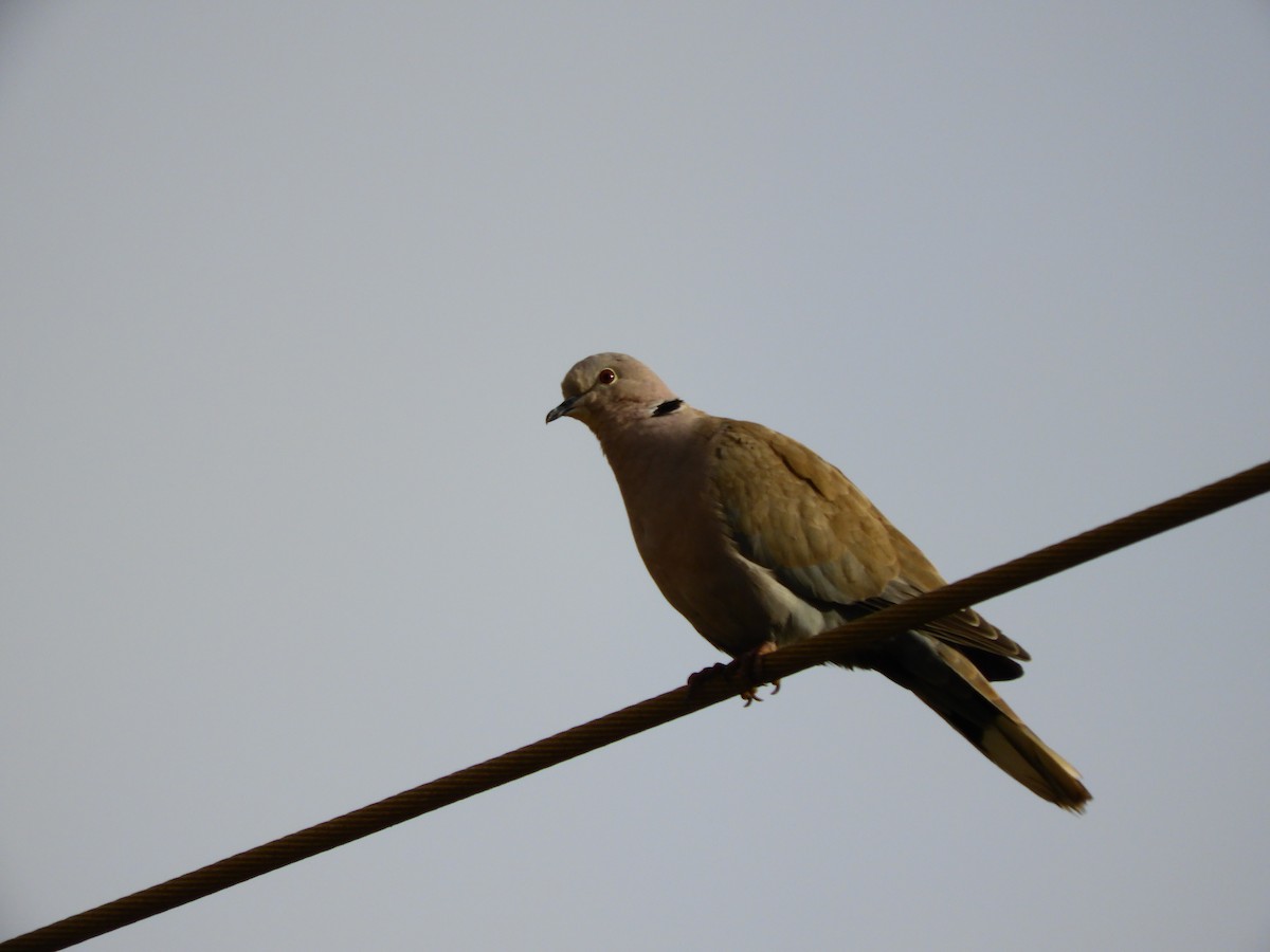 Eurasian Collared-Dove - ML620104744