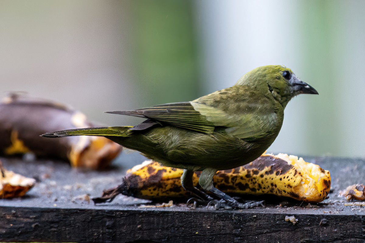 Palm Tanager - ML620104768