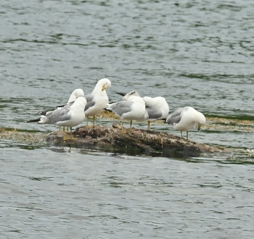 Ring-billed Gull - ML620104777