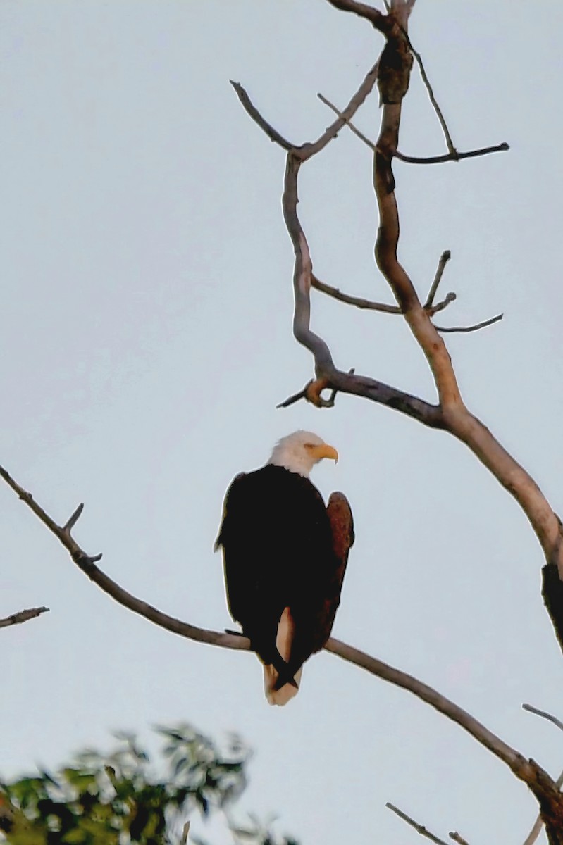 Bald Eagle - ML620104793