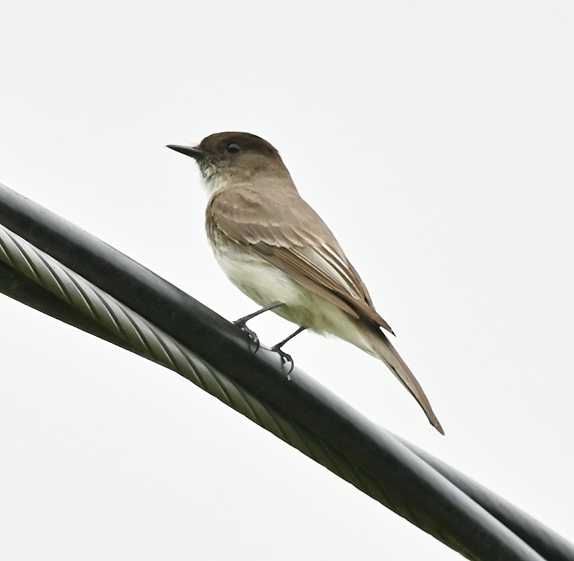 Eastern Phoebe - ML620104797