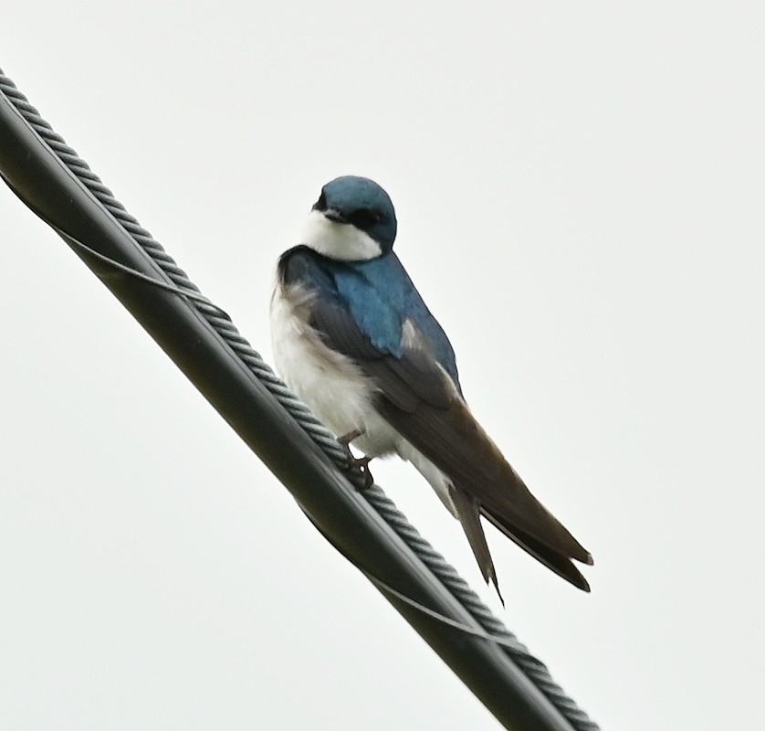 Hirondelle bicolore - ML620104803