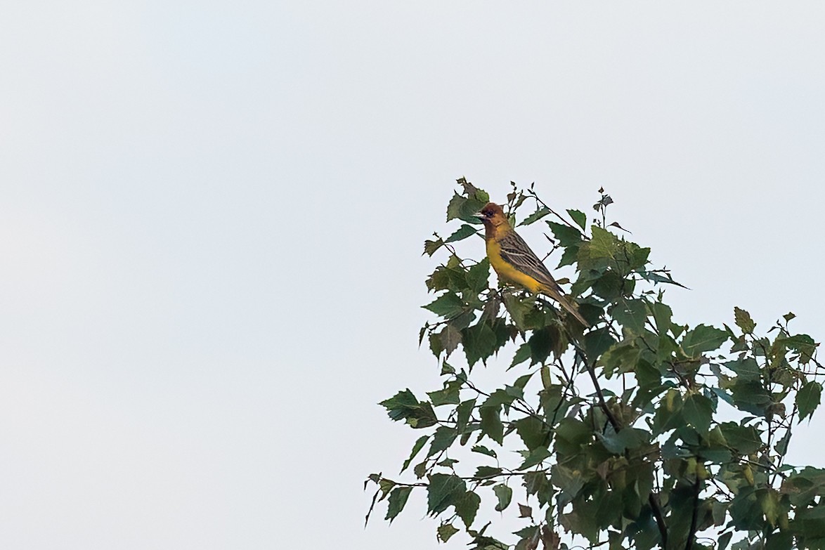 Red-headed Bunting - ML620104815