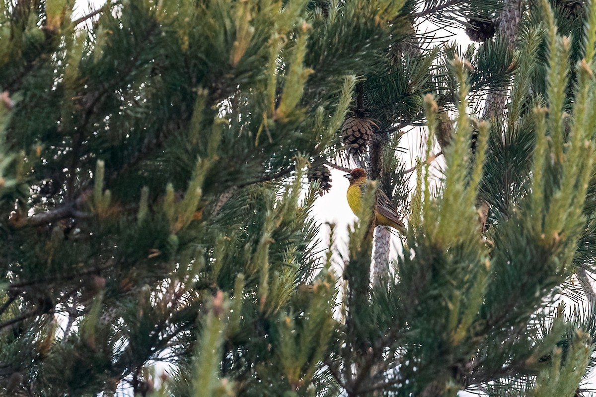 Red-headed Bunting - ML620104816