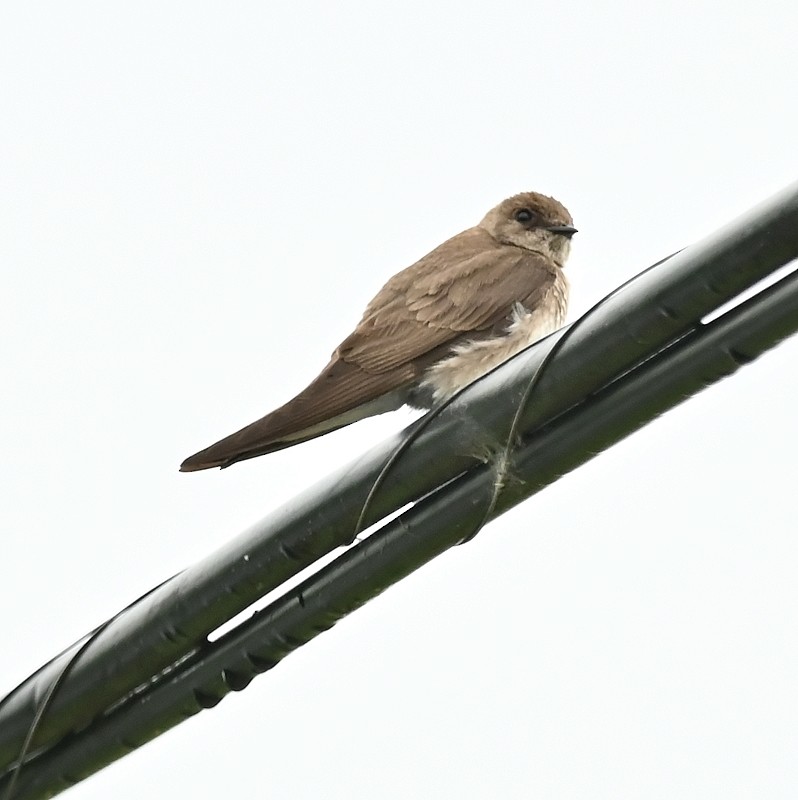Northern Rough-winged Swallow - ML620104821