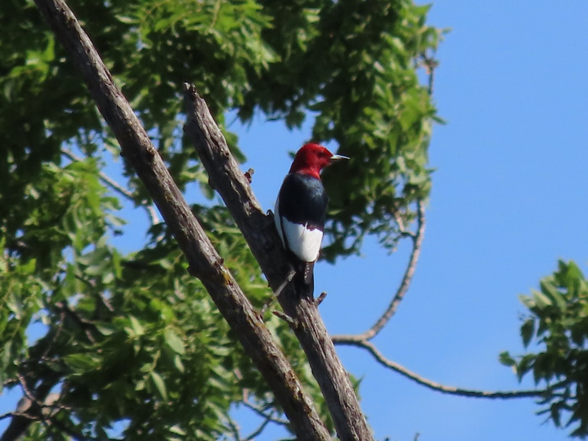 Red-headed Woodpecker - ML620104824