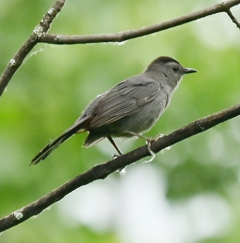 Gray Catbird - ML620104827