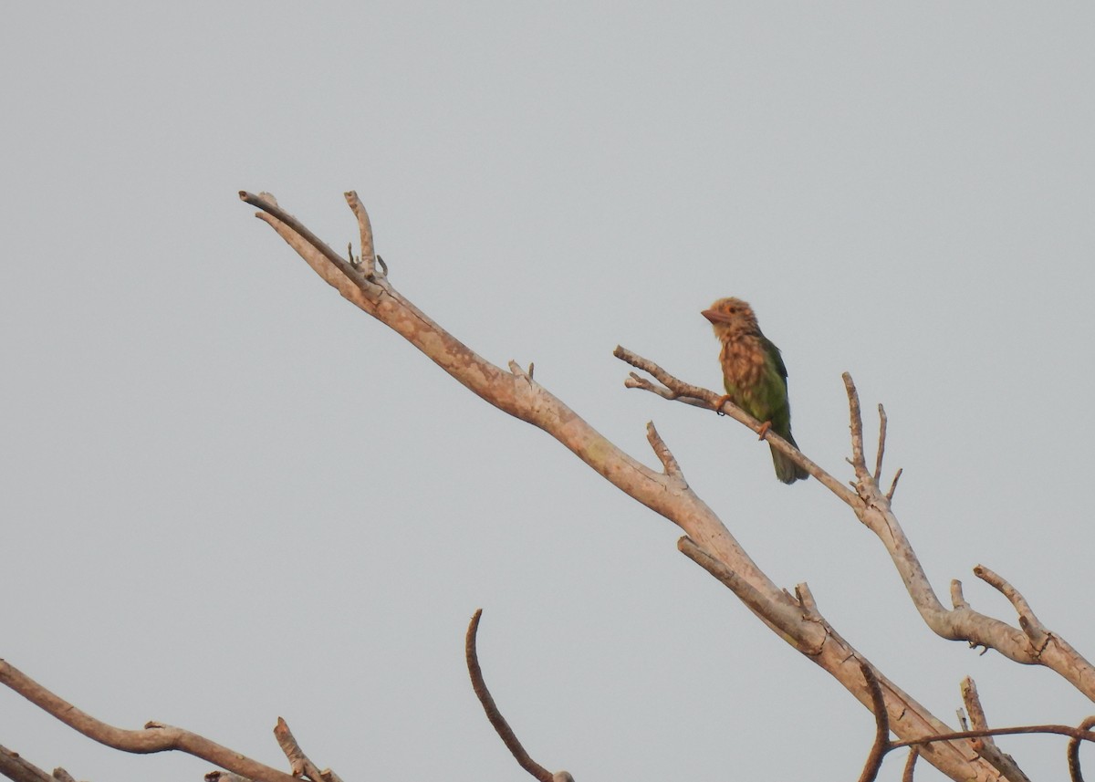 Lineated Barbet - ML620104829