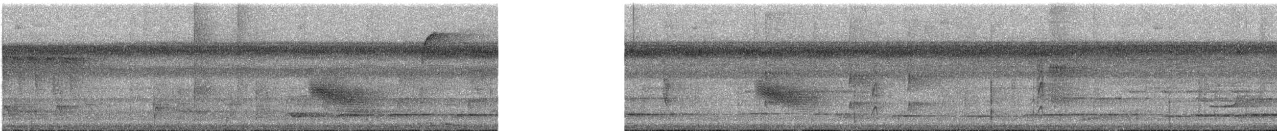 Manakin à tête blanche (groupe microlopha) - ML620104830