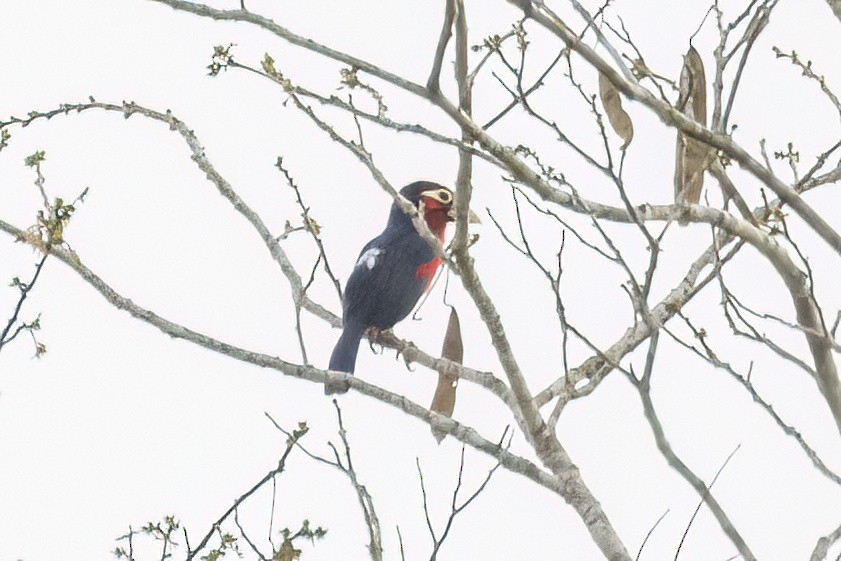 Double-toothed Barbet - ML620104842