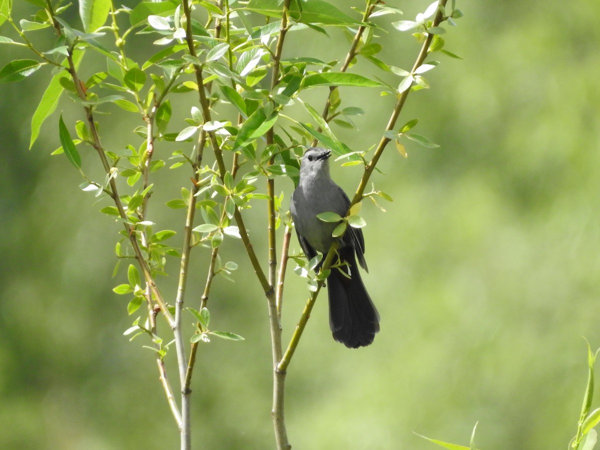 Gray Catbird - ML620104846