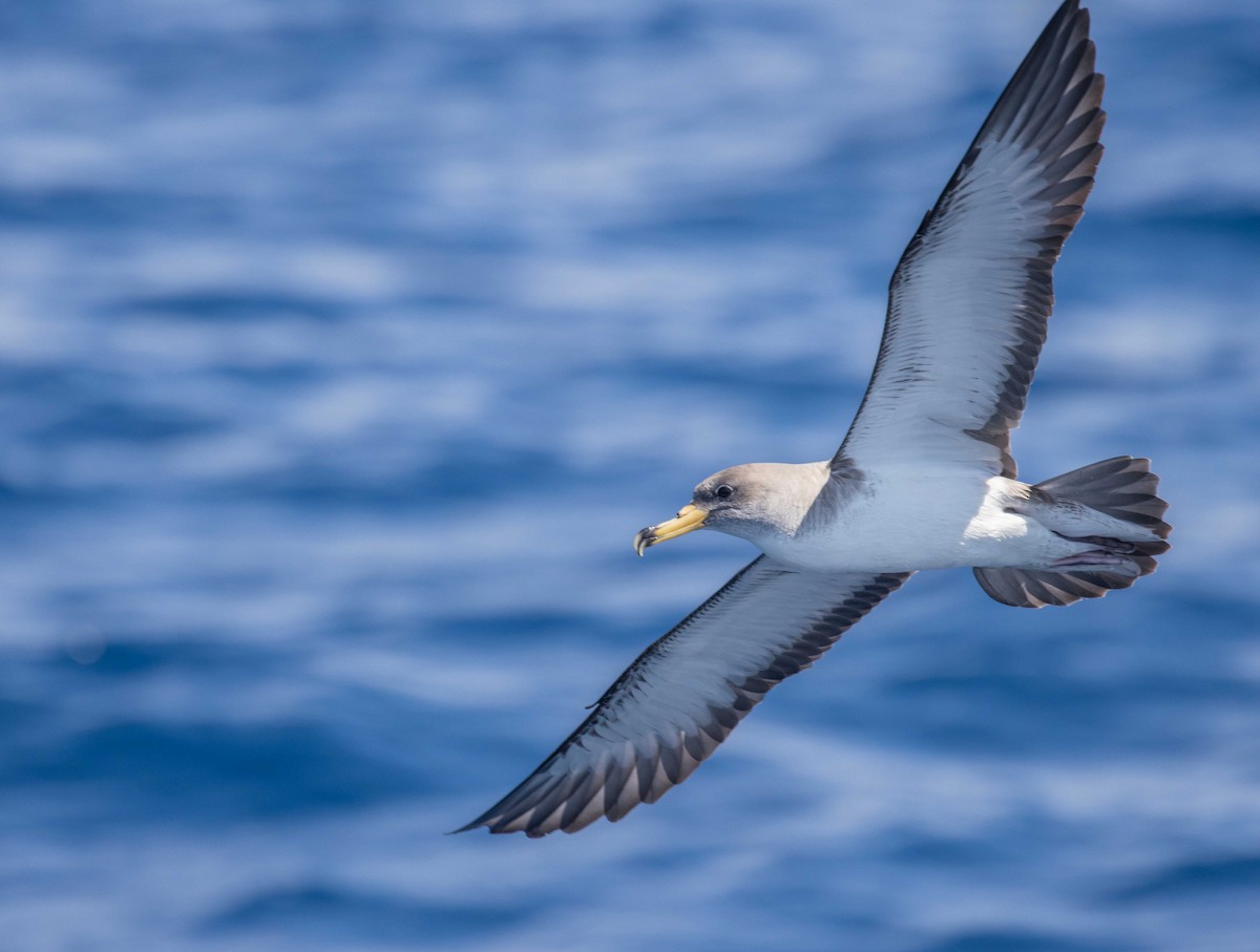 Cory's Shearwater (borealis) - ML620104852