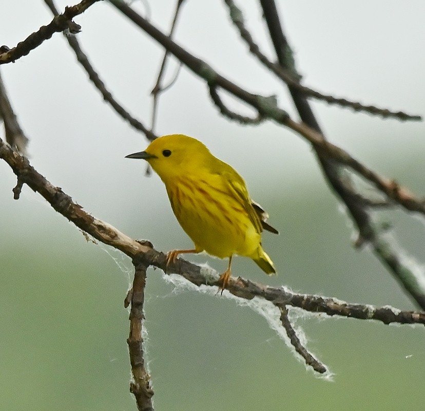 Yellow Warbler - ML620104855