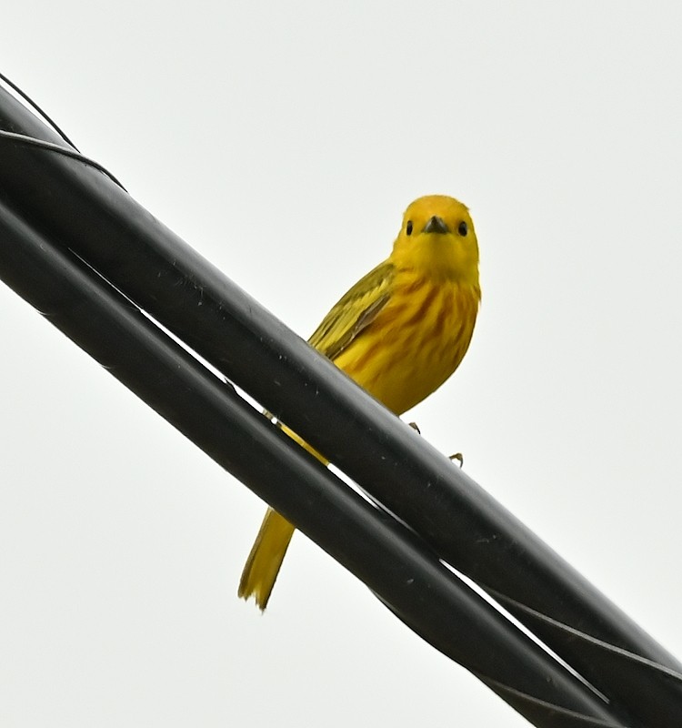 Yellow Warbler - ML620104857