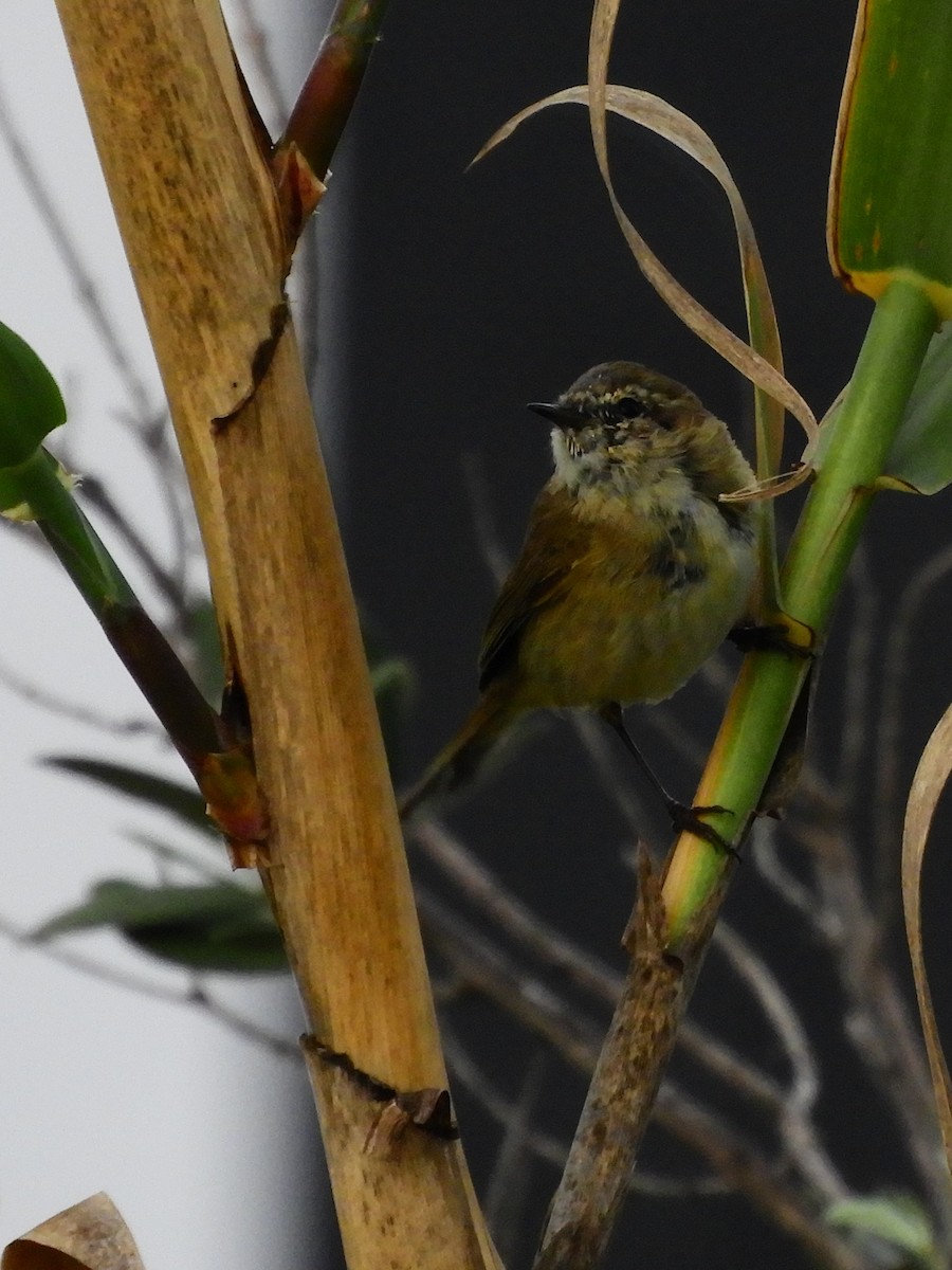 Common Chiffchaff - ML620104858