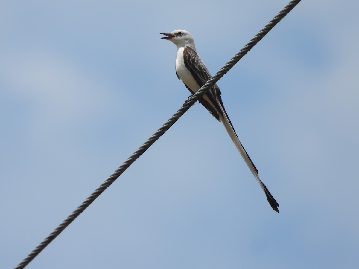 Scissor-tailed Flycatcher - ML620104864