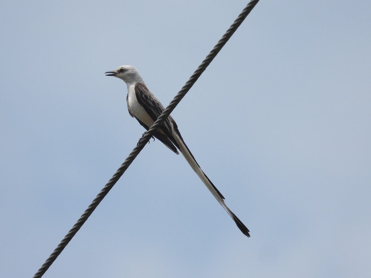 Scherenschwanz-Königstyrann - ML620104867