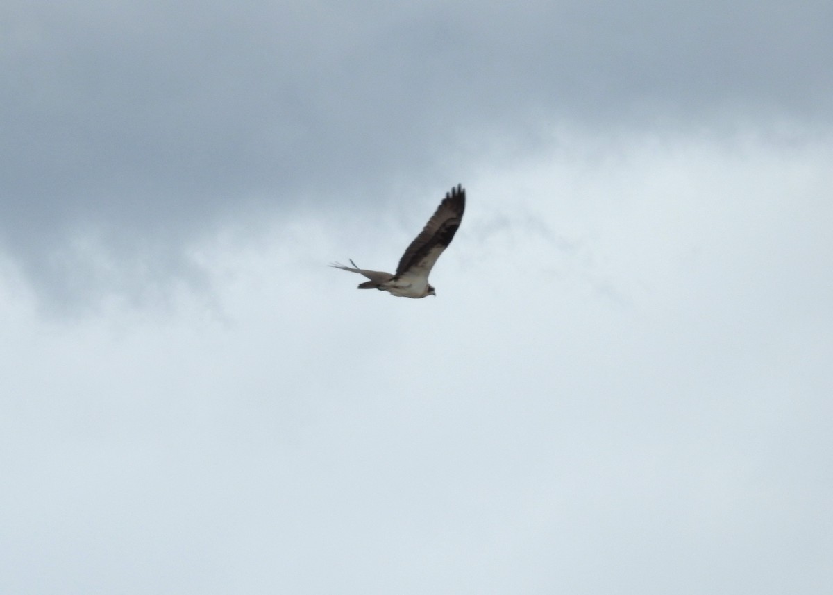 Águila Pescadora - ML620104879