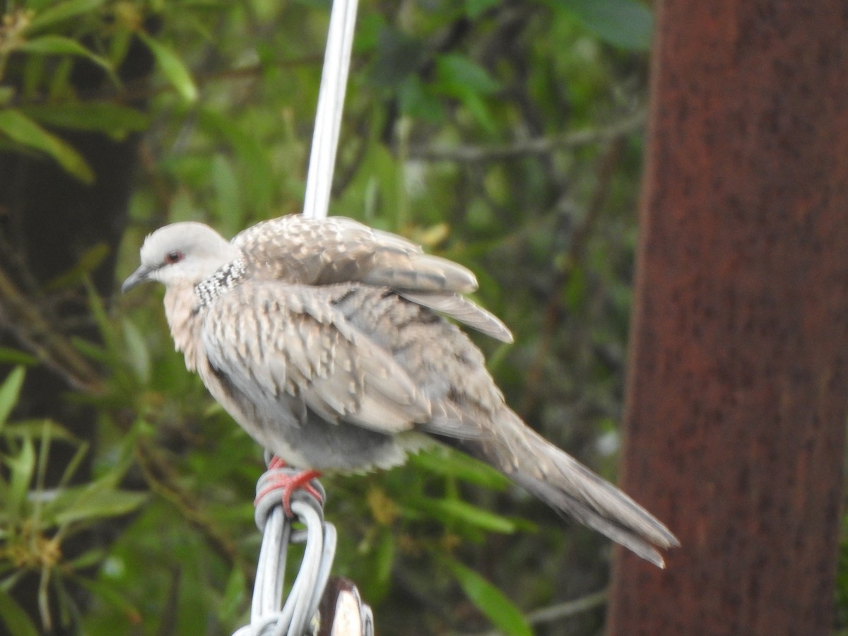 Spotted Dove - ML620104880