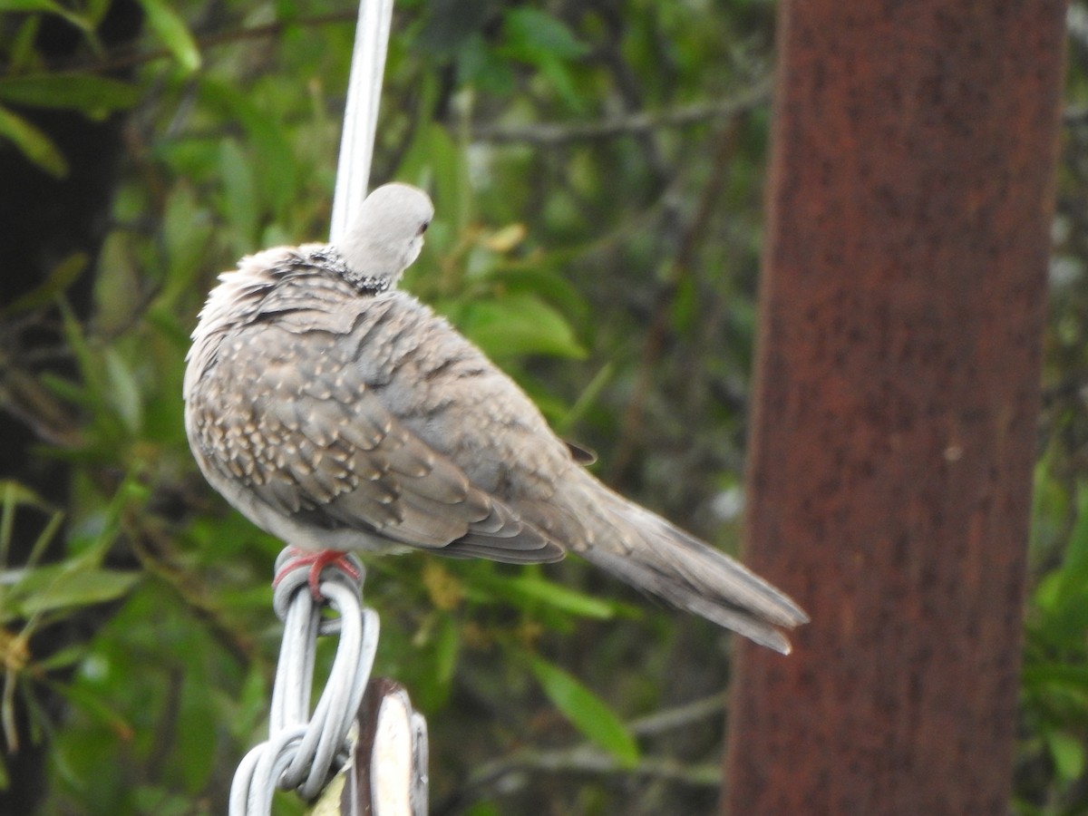 Spotted Dove - ML620104881