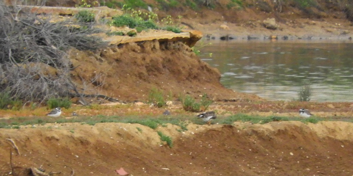Common Ringed Plover - ML620104884