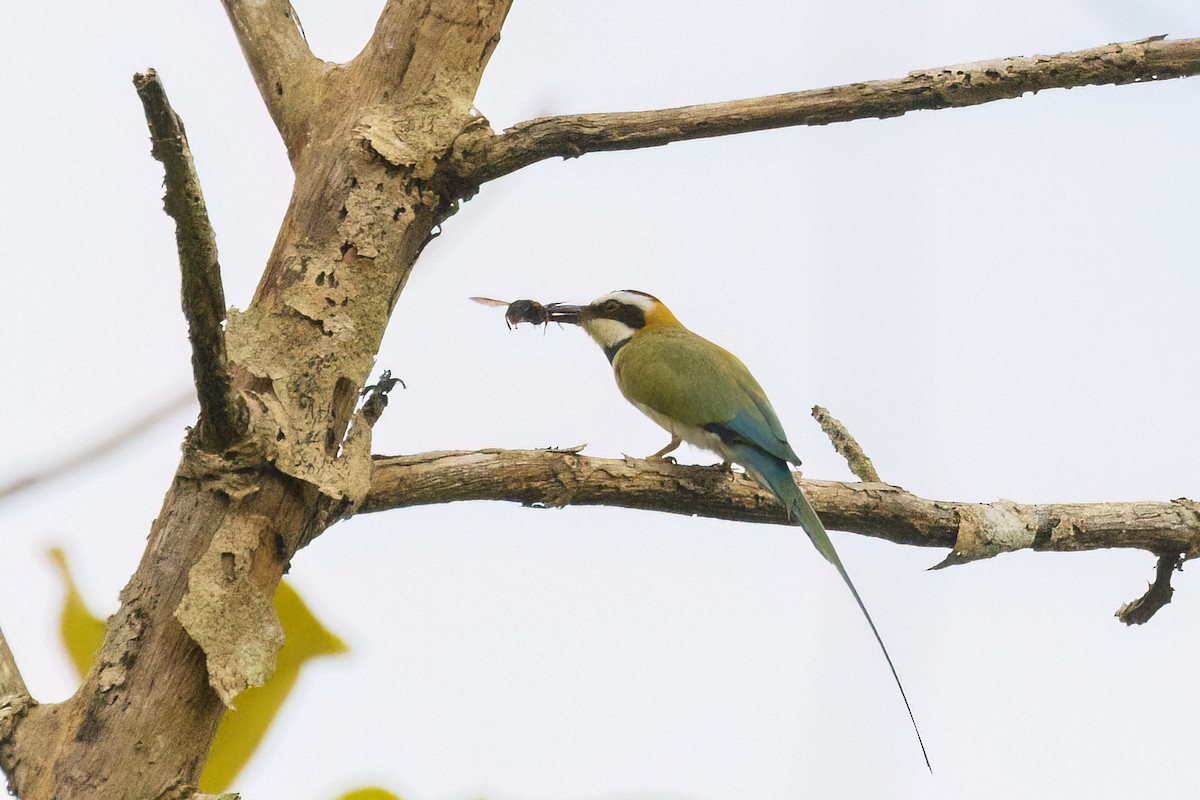 White-throated Bee-eater - ML620104887