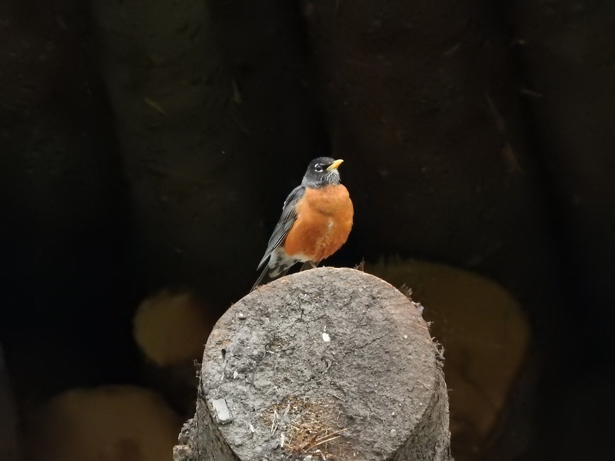 American Robin - ML620104889