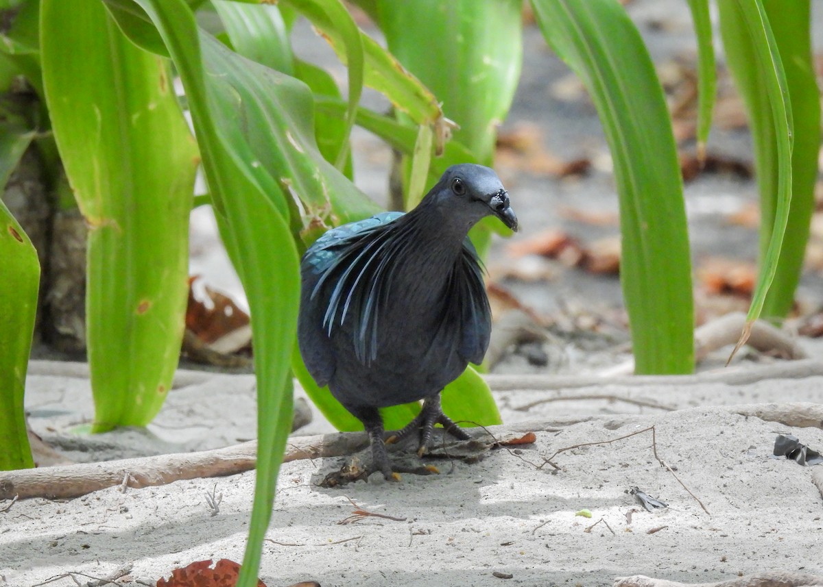 Nicobar Pigeon - ML620104891