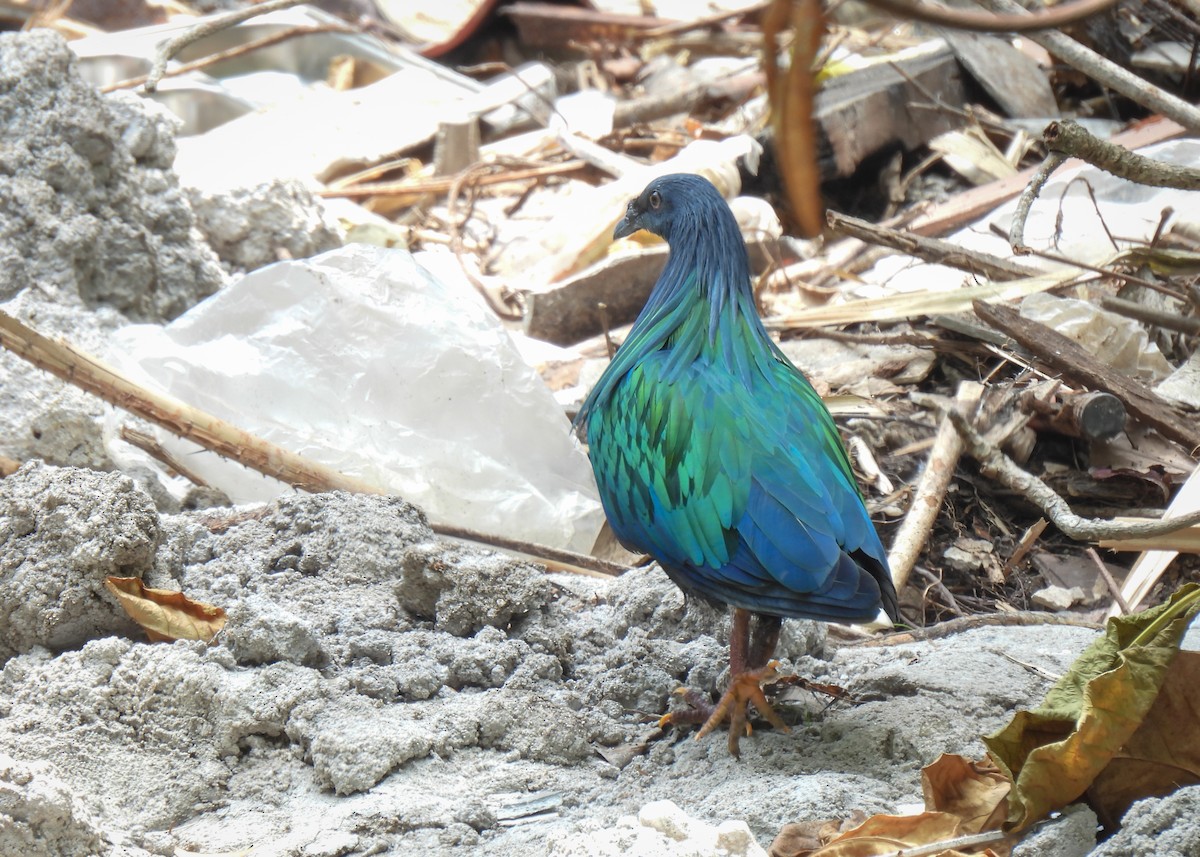 Nicobar Pigeon - ML620104898