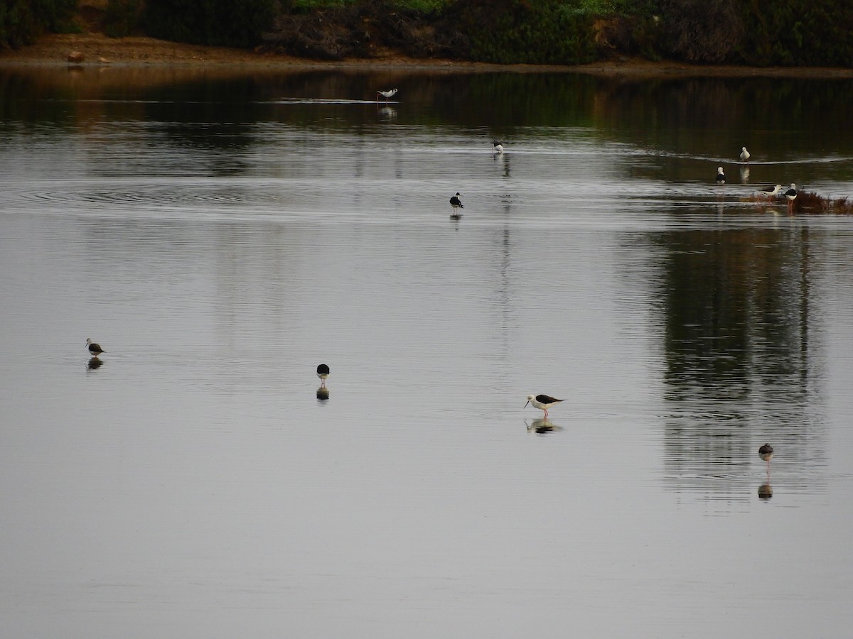 Black-winged Stilt - ML620104905