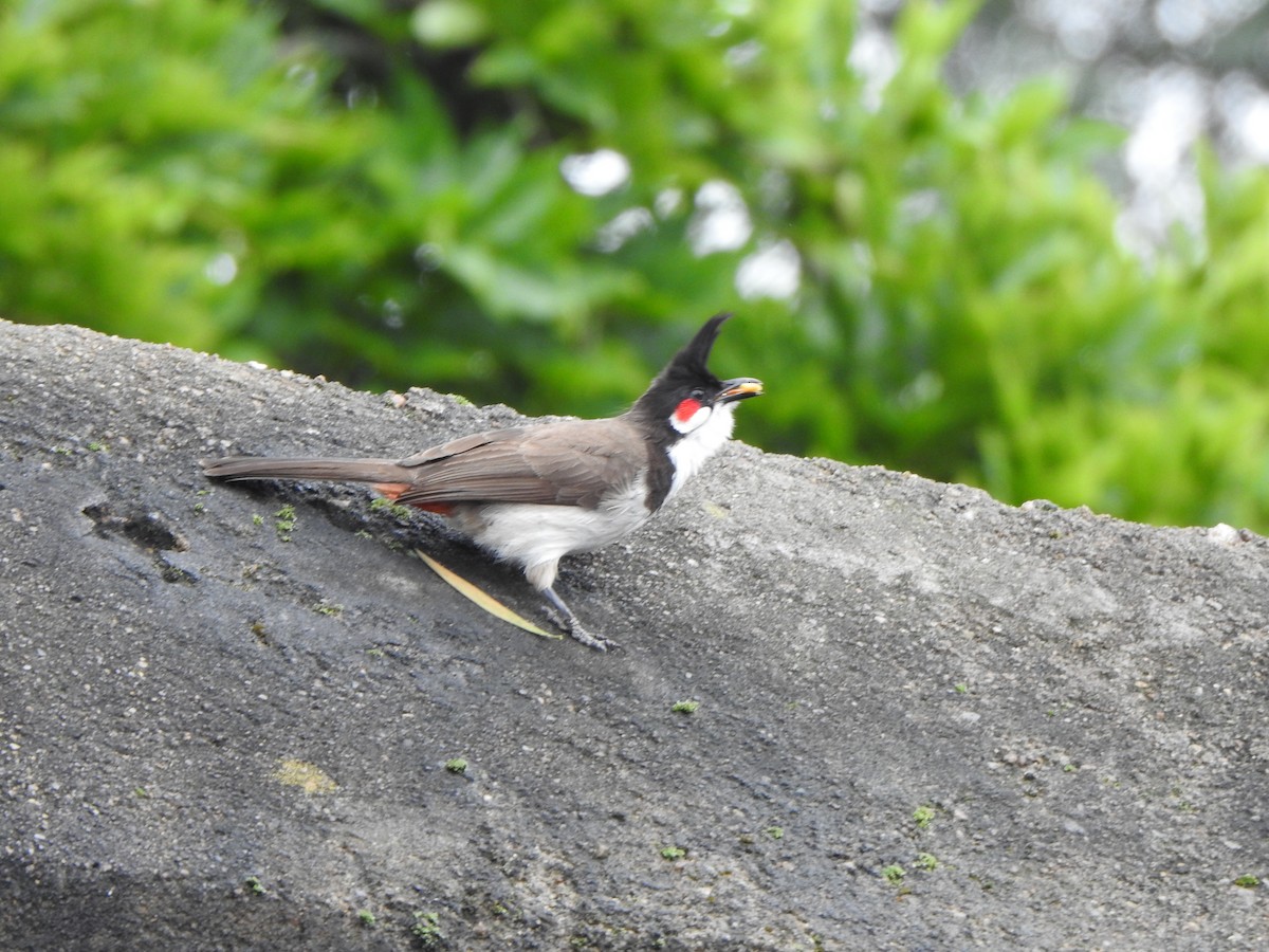 Red-whiskered Bulbul - ML620104907