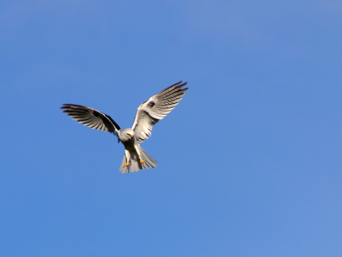 White-tailed Kite - ML620104983