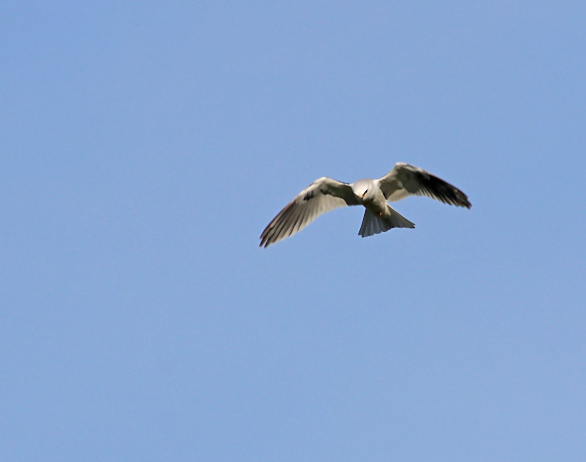 White-tailed Kite - ML620104987