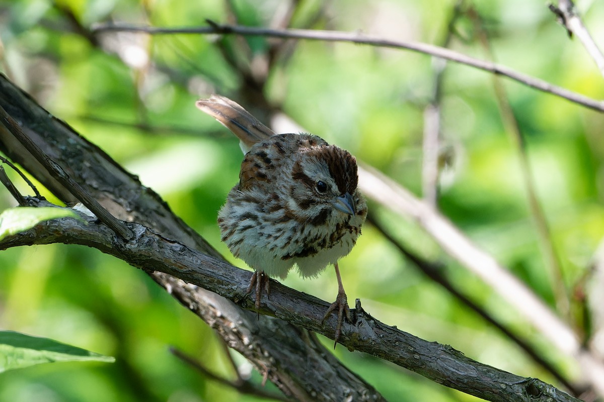 Song Sparrow - ML620104991