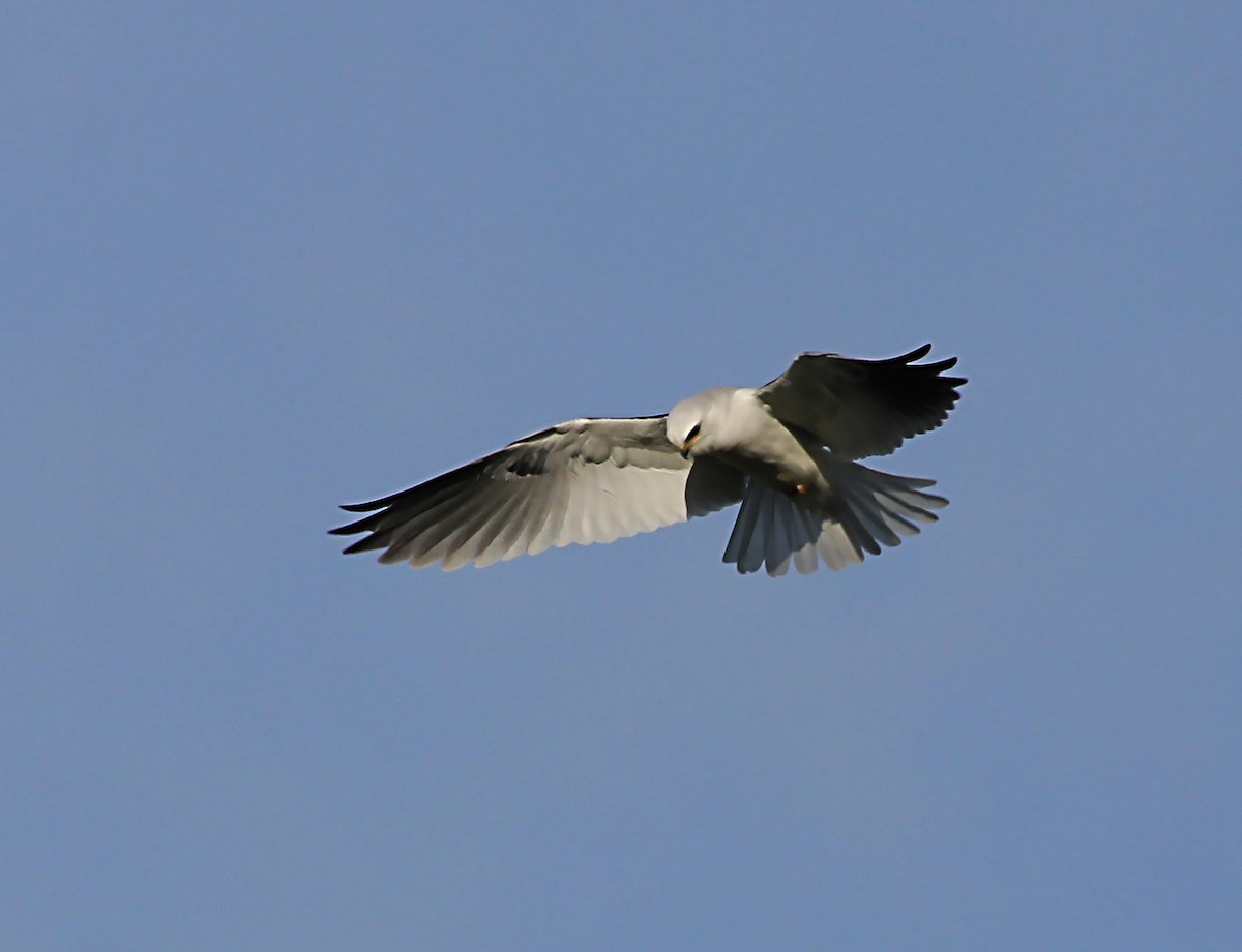 White-tailed Kite - ML620104993