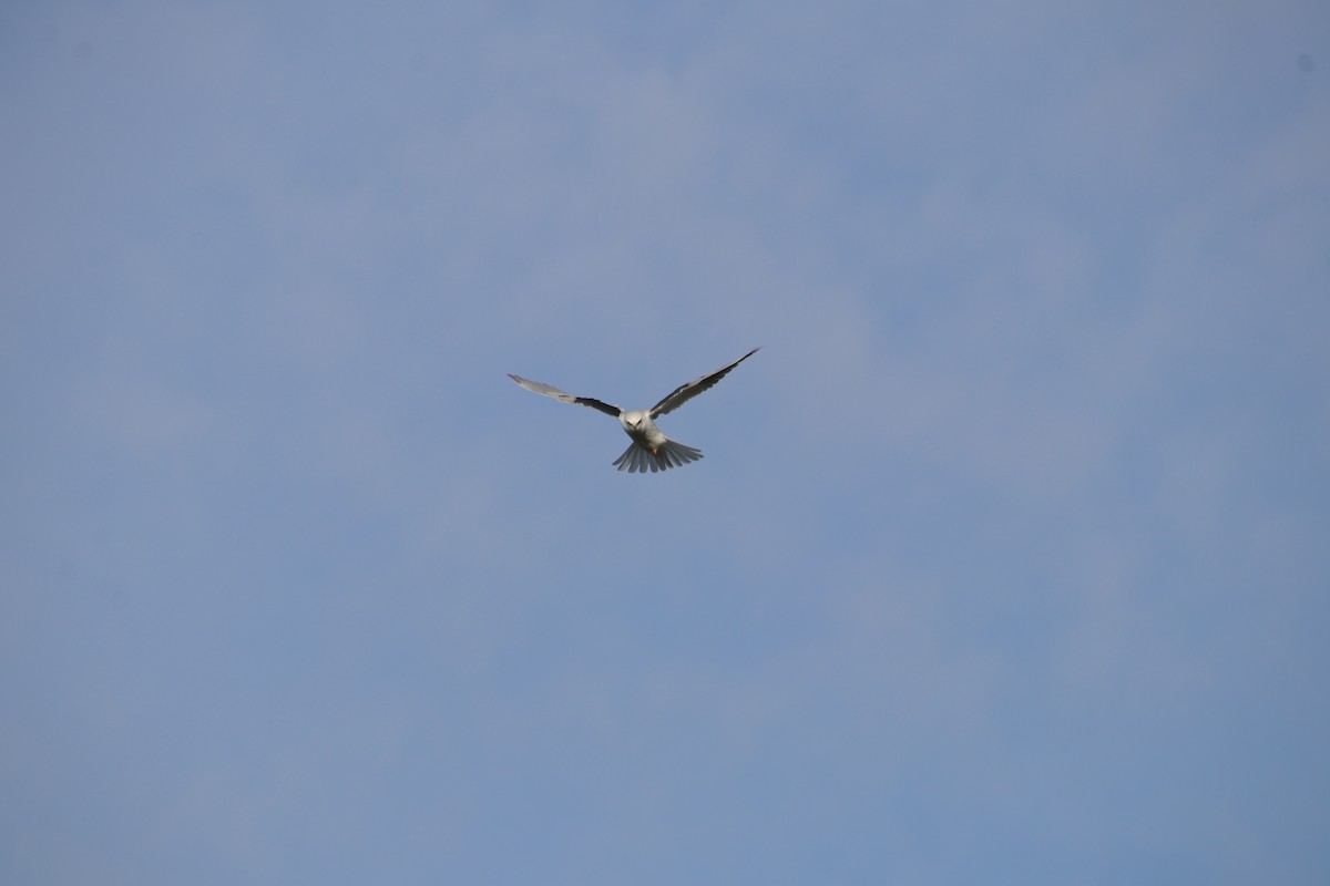 White-tailed Kite - ML620105005