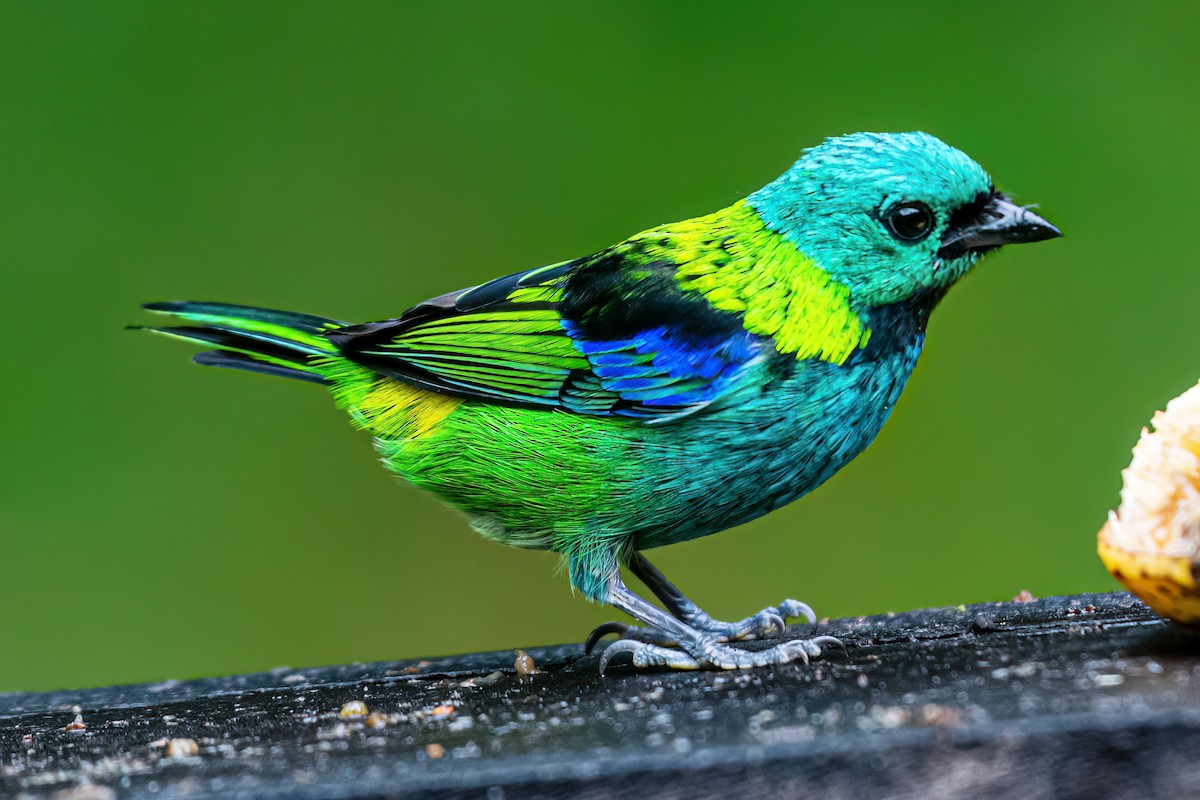 Green-headed Tanager - ML620105008