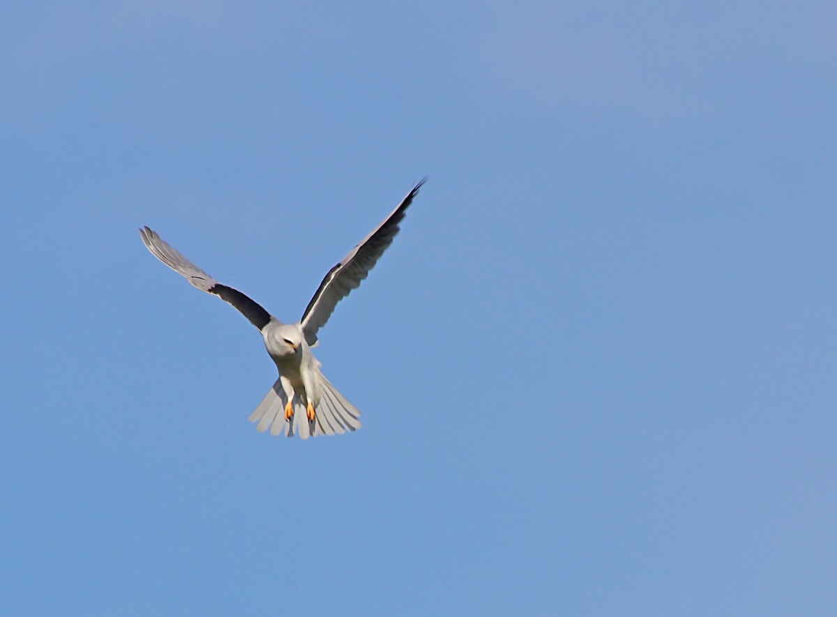 White-tailed Kite - ML620105012